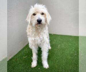 Poodle (Standard) Dogs for adoption in Fredericksburg, TX, USA