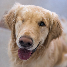 Golden Retriever Dogs for adoption in Kanab, UT, USA