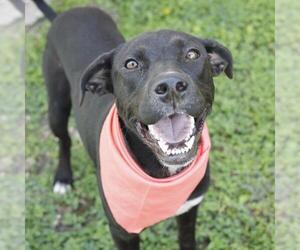 Labrador Retriever-Unknown Mix Dogs for adoption in San Antonio, TX, USA
