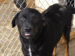 Rottweiler-Unknown Mix Dogs for adoption in Zaleski, OH, USA