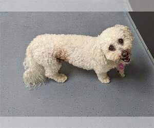 Bichon Frise Dogs for adoption in Denver, CO, USA