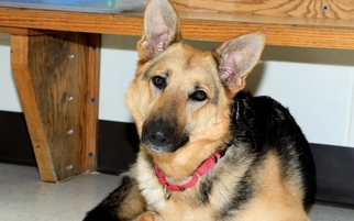 German Shepherd Dog Dogs for adoption in Birdsboro, PA, USA