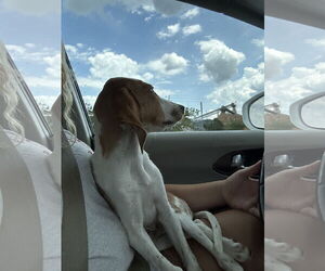 Beagle-Unknown Mix Dogs for adoption in Rustburg, VA, USA