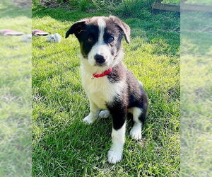 Border-Aussie Dogs for adoption in Genesee, WI, USA