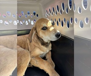Labrador Retriever-Unknown Mix Dogs for adoption in Germantown, OH, USA
