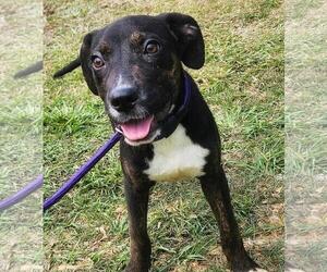 Coonhound-Unknown Mix Dogs for adoption in The Woodlands, TX, USA