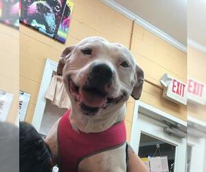 American Pit Bull Terrier Dogs for adoption in Orangeburg, SC, USA