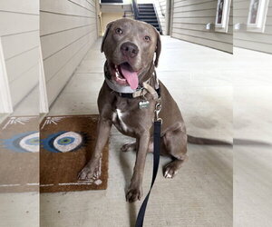 Mutt Dogs for adoption in Cary, NC, USA