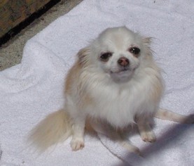 Small Chihuahua
