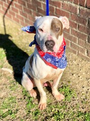 American Pit Bull Terrier Dogs for adoption in Raleigh, NC, USA