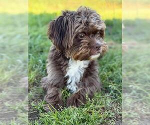 Maltipoo (Miniature) Dogs for adoption in Santa Cruz, CA, USA