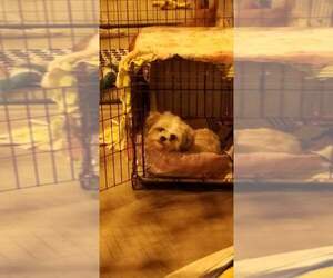 Shih Tzu Dogs for adoption in Foristell, MO, USA