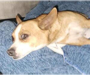 Chihuahua-Unknown Mix Dogs for adoption in San Antonio, TX, USA