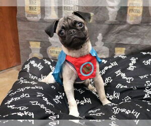Pug Dogs for adoption in Victorville, CA, USA