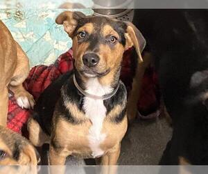German Shepherd Dog-Unknown Mix Dogs for adoption in Orange, CA, USA