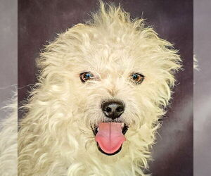 Poodle (Toy)-Unknown Mix Dogs for adoption in Albuquerque, NM, USA