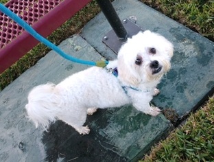 Maltese Dogs for adoption in Royal Palm Beach, FL, USA