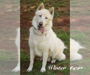 Siberian Husky-Unknown Mix Dogs for adoption in Snow Camp, NC, USA