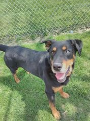Rottweiler-Unknown Mix Dogs for adoption in Portland, IN, USA