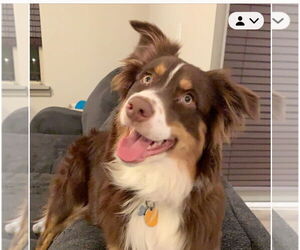 Australian Shepherd Dogs for adoption in Dallas, TX, USA