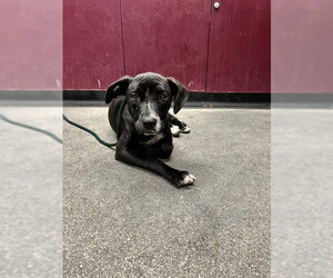 Labrador Retriever-Unknown Mix Dogs for adoption in Downey, CA, USA
