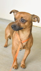 Dachshund-Unknown Mix Dogs for adoption in Tehachapi, CA, USA