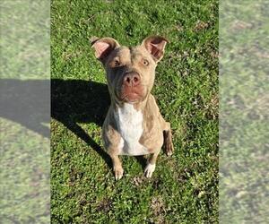 American Pit Bull Terrier-Unknown Mix Dogs for adoption in Grovetown, GA, USA