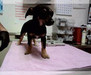 Chihuahua-Unknown Mix Dogs for adoption in Martinez, CA, USA