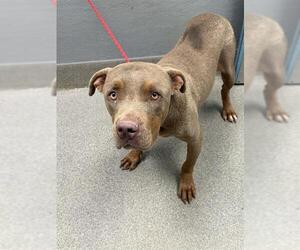 Mutt Dogs for adoption in Las Vegas, NV, USA