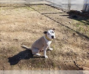 American Pit Bull Terrier Dogs for adoption in New Hampton, NY, USA