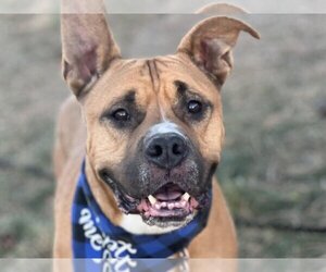 American Bulldog Dogs for adoption in Pueblo, CO, USA