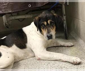 Treeing Walker Coonhound-Unknown Mix Dogs for adoption in Conroe, TX, USA