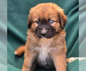Labrador Retriever-Unknown Mix Dogs for adoption in San Diego, CA, USA