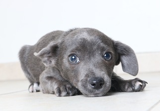 Italian Greyhuahua Dogs for adoption in Eden Prairie, MN, USA