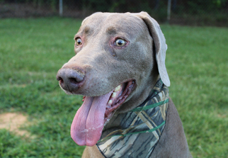 Weimaraner Dogs for adoption in Oxford, MS, USA
