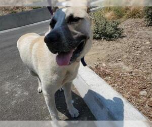 German Shepherd Dog-Unknown Mix Dogs for adoption in pomona, CA, USA