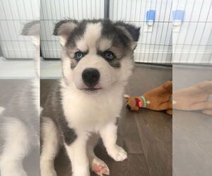 - Mix Dogs for adoption in Holly Springs, NC, USA