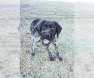 German Wirehaired Pointer Dogs for adoption in Crystal, MN, USA