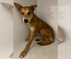Carolina Dog-Unknown Mix Dogs for adoption in Houston, TX, USA