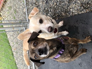 Mutt Dogs for adoption in Bow, WA, USA