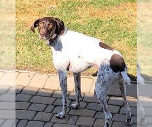 German Shorthaired Pointer Dogs for adoption in Livonia, MI, USA