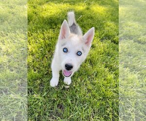Siberian Husky Dogs for adoption in Winter, WI, USA