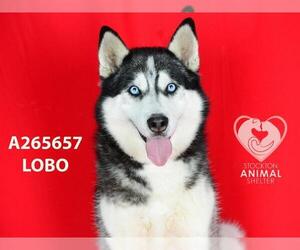 Siberian Husky Dogs for adoption in Stockton, CA, USA