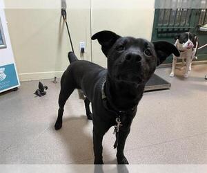 Labrador Retriever-Unknown Mix Dogs for adoption in Pasadena, CA, USA