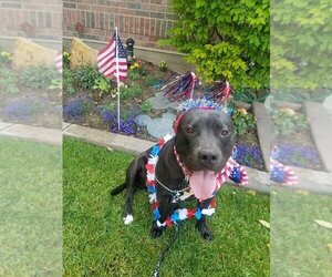 American Staffordshire Terrier Dogs for adoption in Grantsville, UT, USA