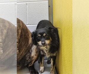 Australian Shepherd-Unknown Mix Dogs for adoption in Temple, TX, USA