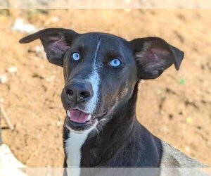 Huskies -Unknown Mix Dogs for adoption in Anniston, AL, USA