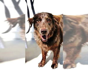 Catahoula Leopard Dog-Labrador Retriever Mix Dogs for adoption in Winter Park, CO, USA