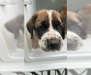 Bloodhound-Unknown Mix Dogs for adoption in Houston, TX, USA