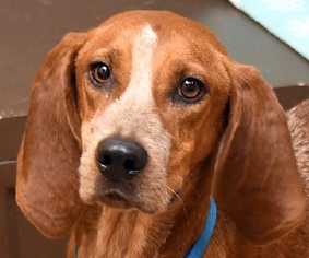 English Coonhound Dogs for adoption in Madison, IN, USA